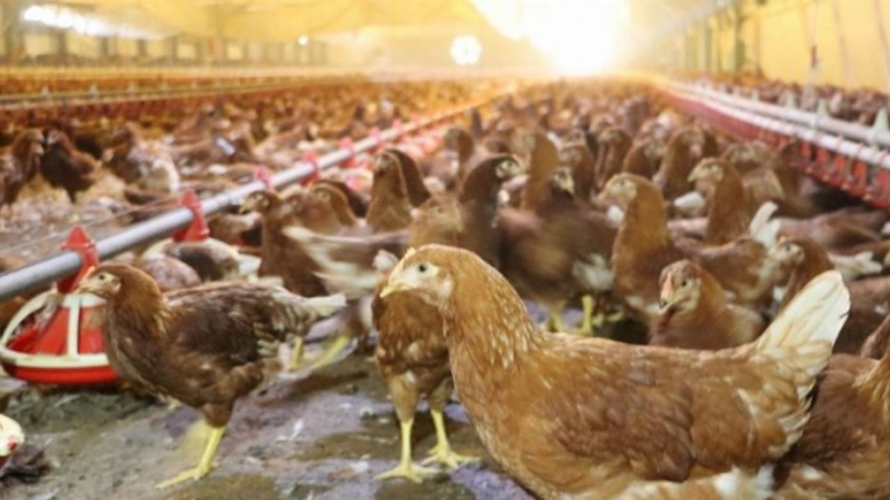Kümes hayvancılığında yumurta üretimi arttı