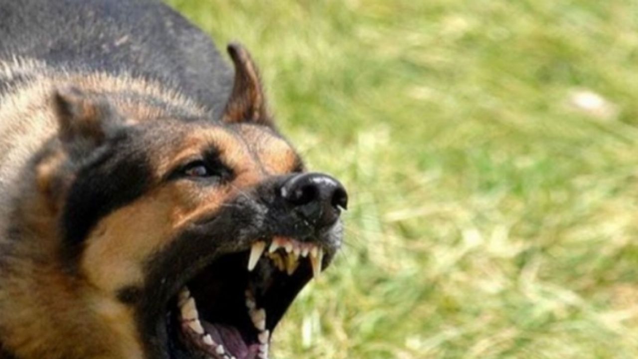 Ankara'daki köpek saldırısıyla ilgili İçişleri soruşturma başlattı