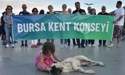Bursa Kent Konseyi'nden Gemlik'teki yavru kedi vahşetine kınama!