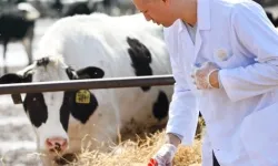 Tarımsal girdide veteriner harcamaları ve tohum önde