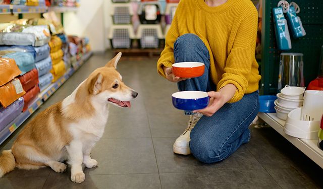 Yeni Köpek Sahiplenenler İçin Temel İhtiyaç Listesi