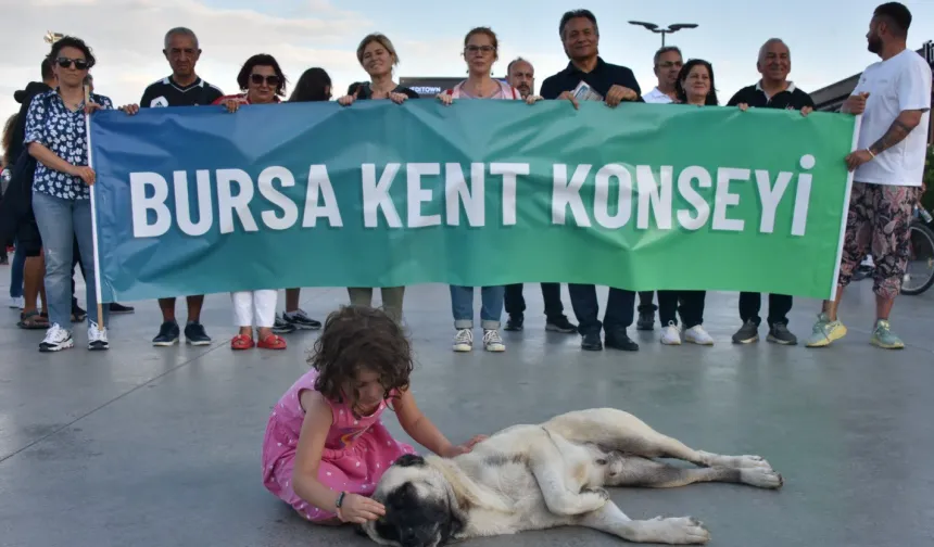 Bursa Kent Konseyi'nden Gemlik'teki yavru kedi vahşetine kınama!